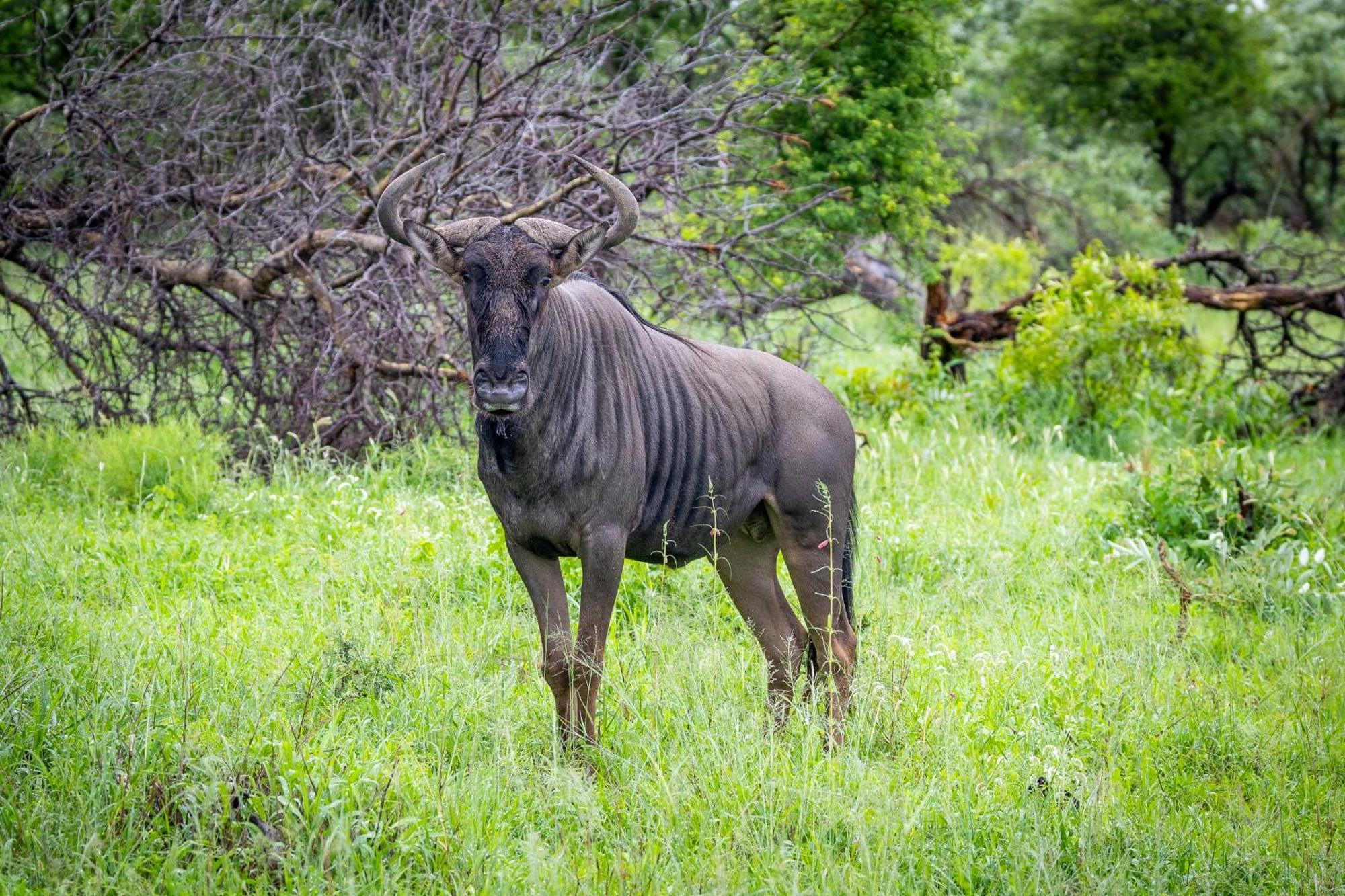 Villa Tangala Safari Camp Wildreservat Thornybush Exterior foto