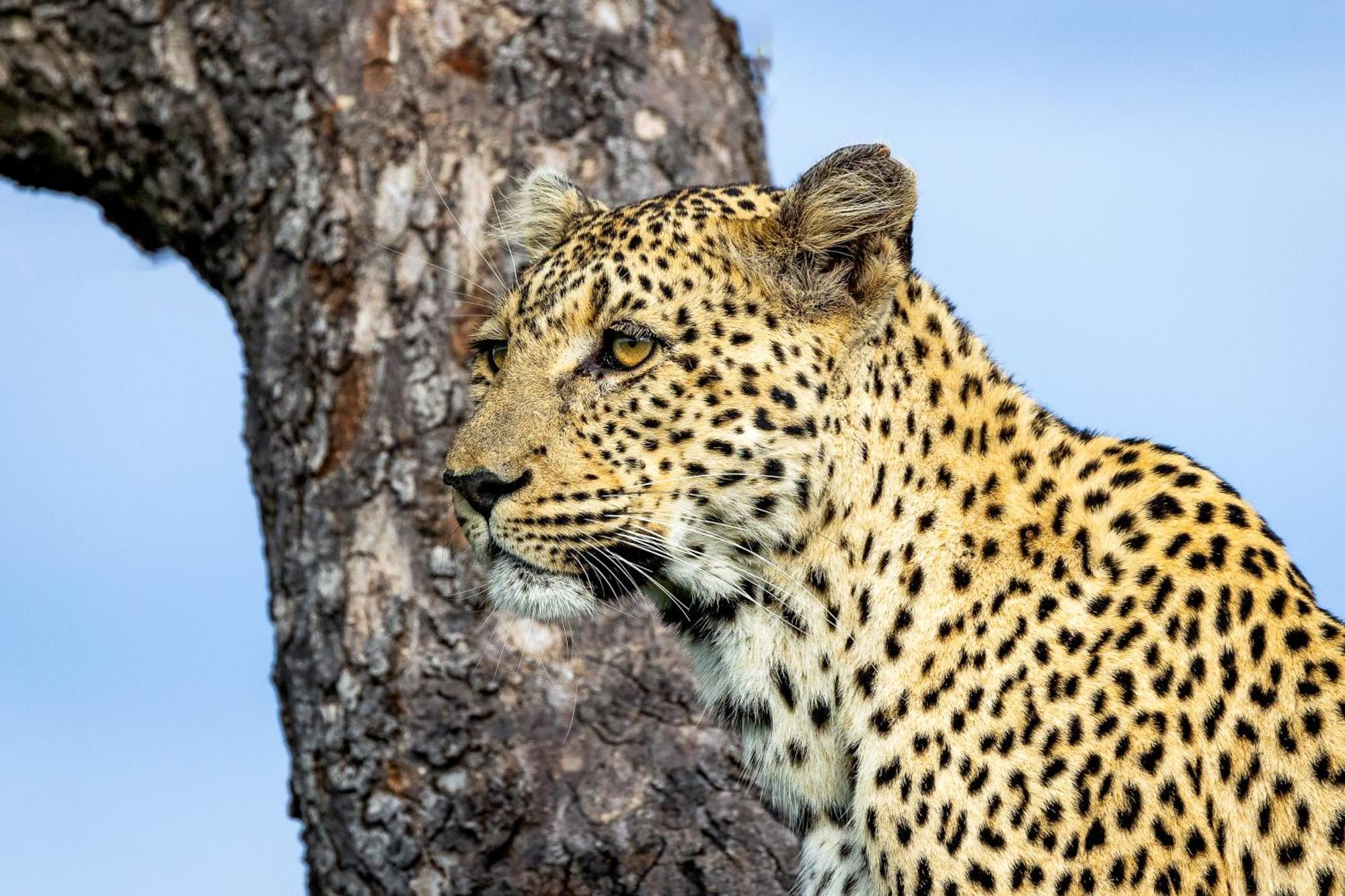 Villa Tangala Safari Camp Wildreservat Thornybush Exterior foto