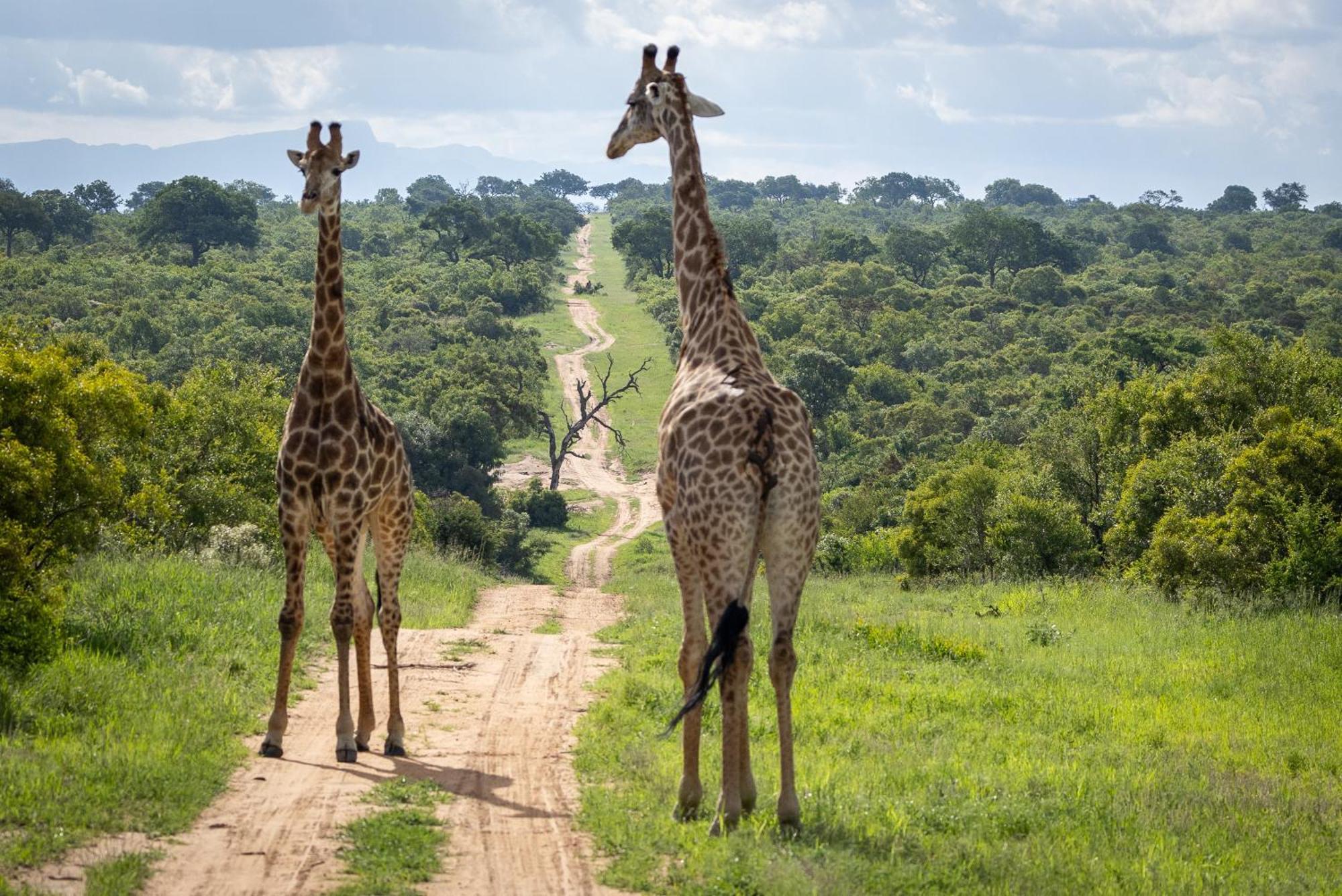 Villa Tangala Safari Camp Wildreservat Thornybush Exterior foto