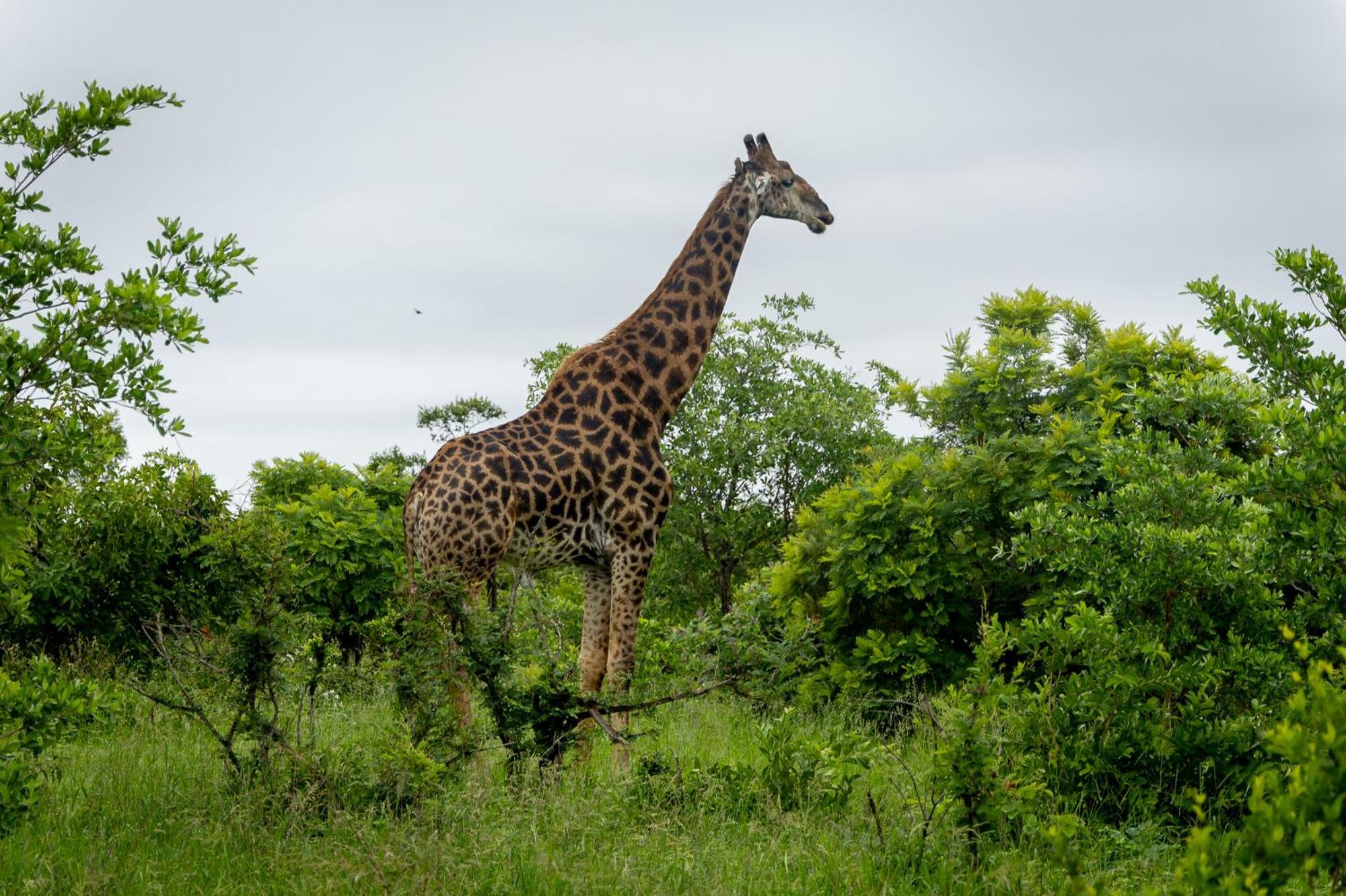 Villa Tangala Safari Camp Wildreservat Thornybush Exterior foto