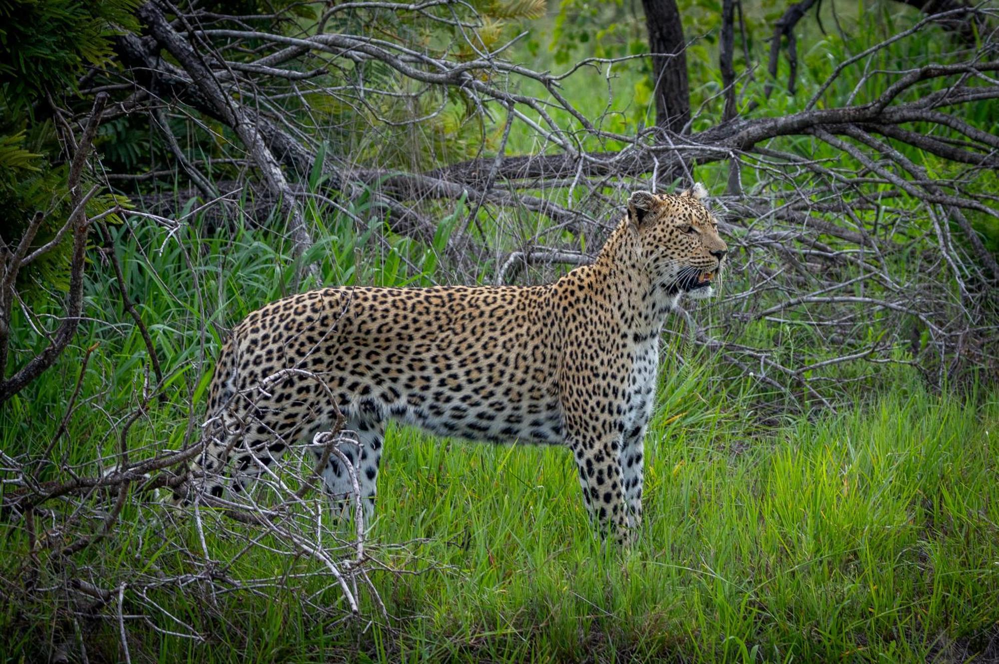 Villa Tangala Safari Camp Wildreservat Thornybush Exterior foto