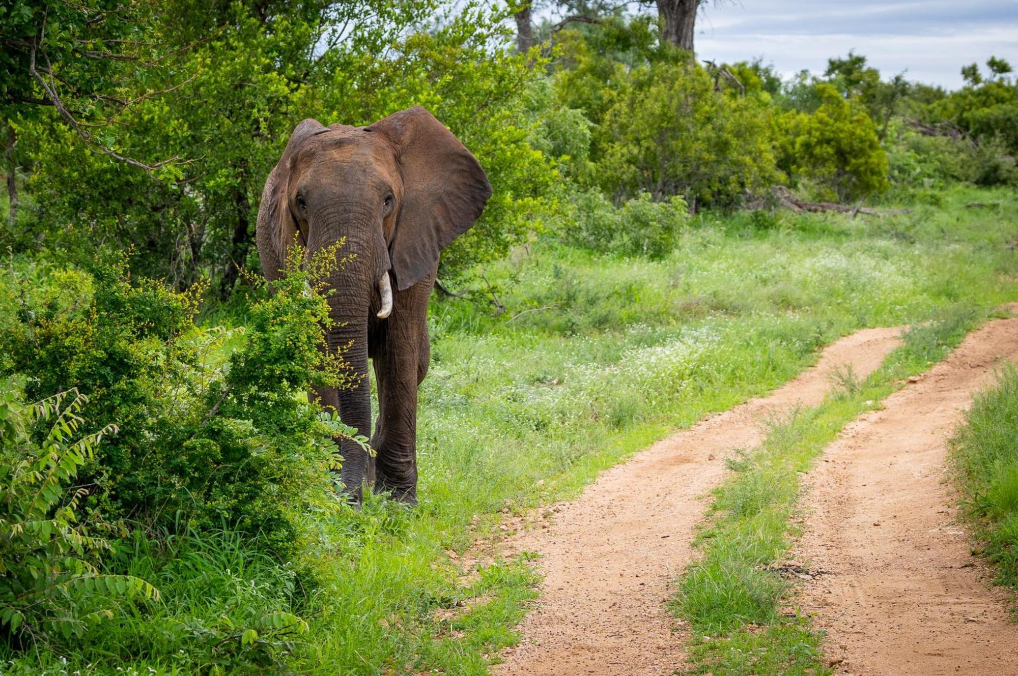 Villa Tangala Safari Camp Wildreservat Thornybush Exterior foto