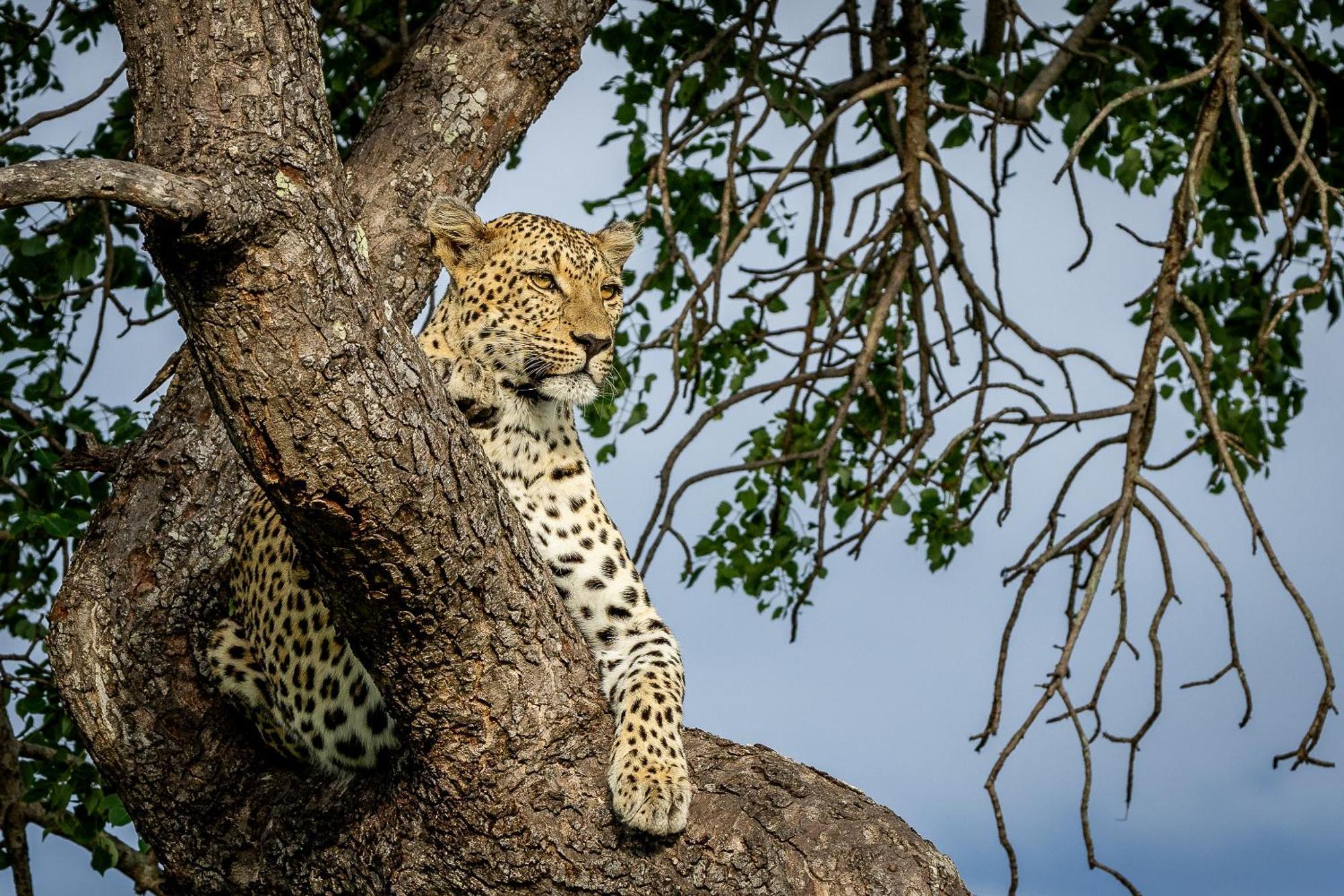Villa Tangala Safari Camp Wildreservat Thornybush Exterior foto
