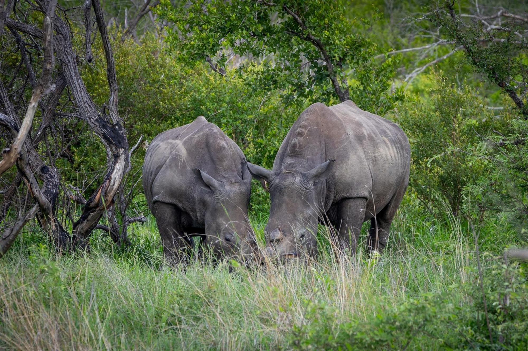 Villa Tangala Safari Camp Wildreservat Thornybush Exterior foto